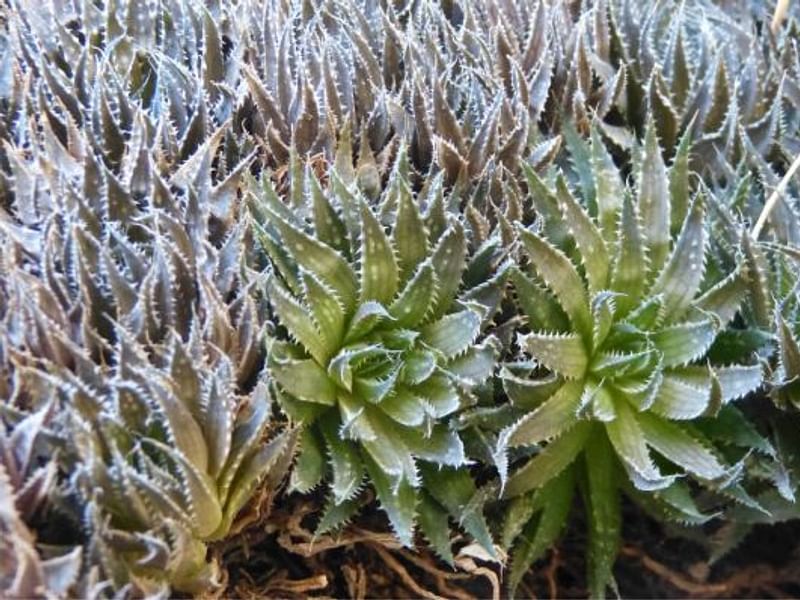 Haworthia Marumiana | Haworthia | Aloaceae