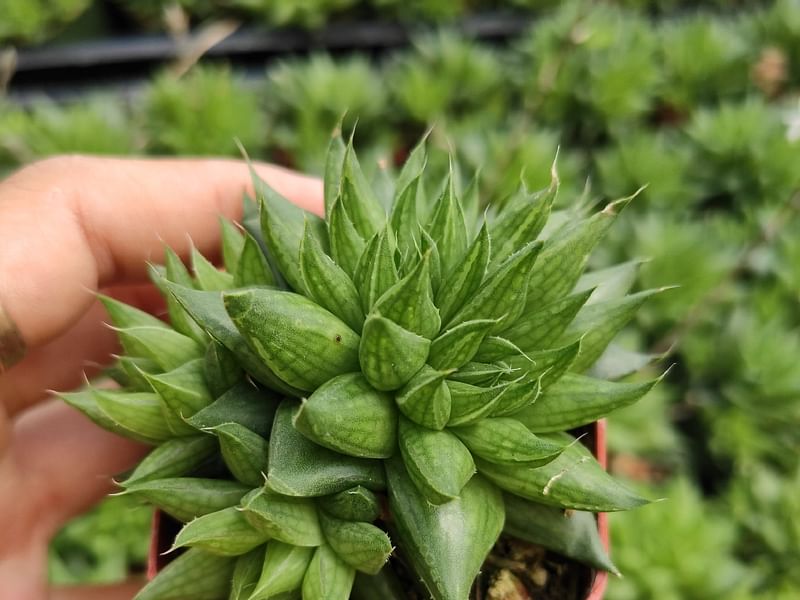 Haworthia Marumiana Var. Batesiana | Haworthia | Aloaceae