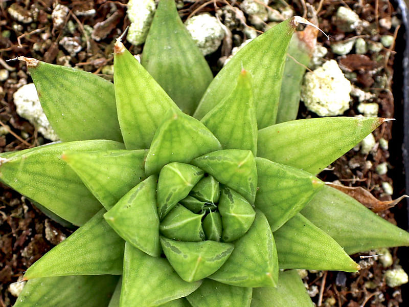 Haworthia Marumiana Var. Batesiana | Haworthia | Aloaceae