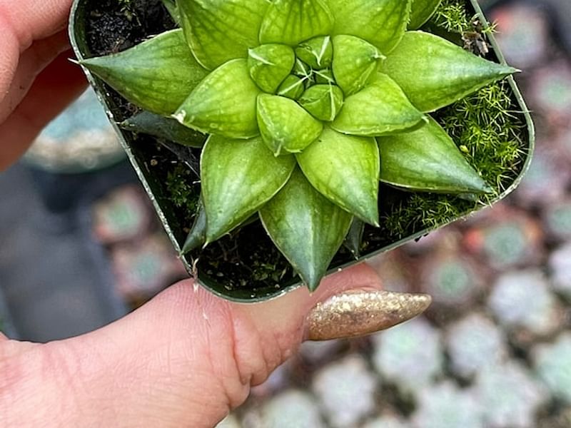 Haworthia Marumiana Var. Batesiana | Haworthia | Aloaceae