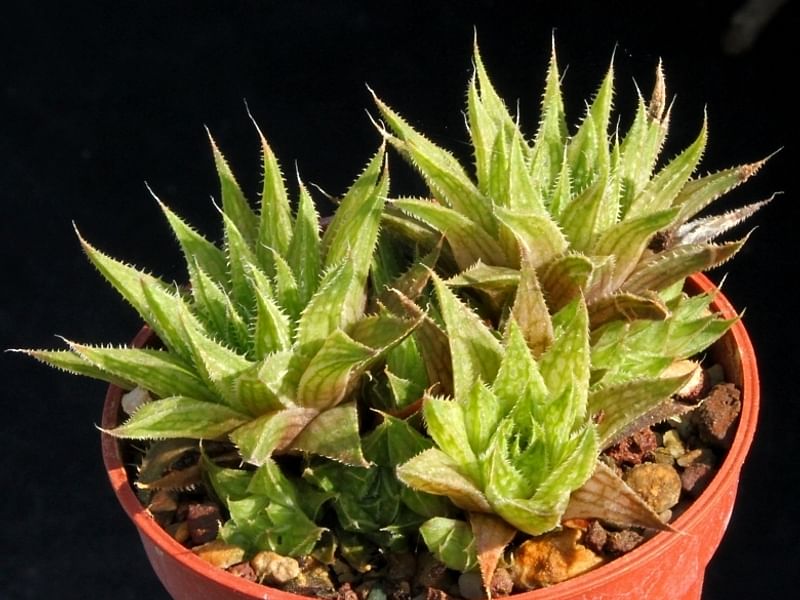 Haworthia Marumiana Var. Batesiana | Haworthia | Aloaceae