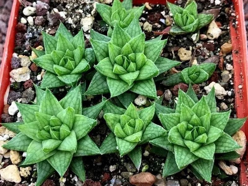Haworthia Marumiana Var. Batesiana | Haworthia | Aloaceae