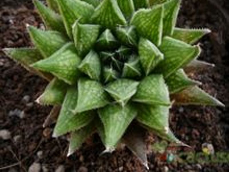 Haworthia Marumiana Var. Batesiana | Haworthia | Aloaceae