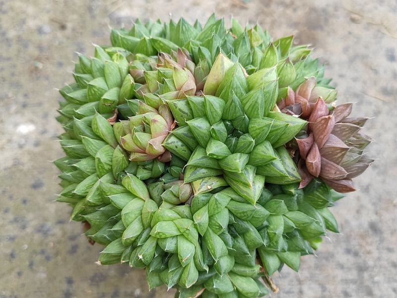 Haworthia Marumiana Var. Batesiana | Haworthia | Aloaceae