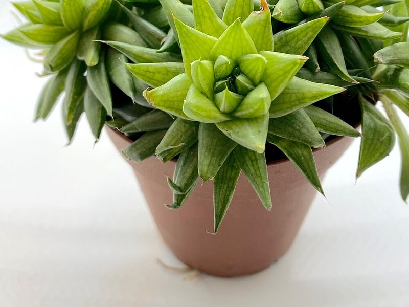 Haworthia Marumiana Var. Batesiana | Haworthia | Aloaceae