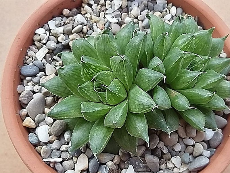Haworthia Marumiana Var. Batesiana | Haworthia | Aloaceae
