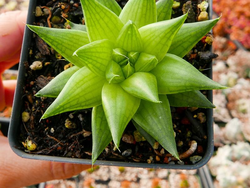 Haworthia Marumiana Var. Batesiana | Haworthia | Aloaceae