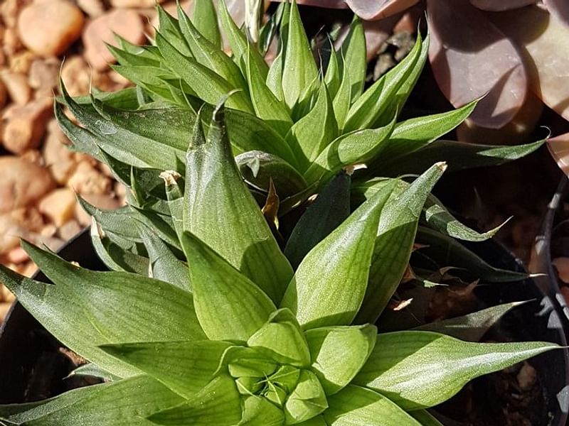 Haworthia Marumiana Var. Batesiana | Haworthia | Aloaceae