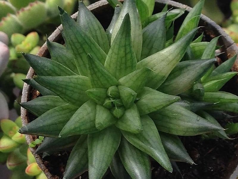 Haworthia Marumiana Var. Batesiana | Haworthia | Aloaceae