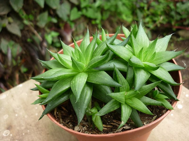 Haworthia Marumiana Var. Batesiana | Haworthia | Aloaceae