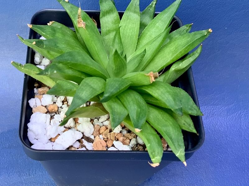 Haworthia Marumiana Var. Batesiana | Haworthia | Aloaceae