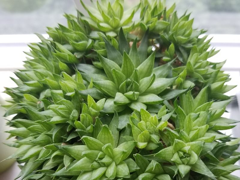 Haworthia Marumiana Var. Batesiana | Haworthia | Aloaceae