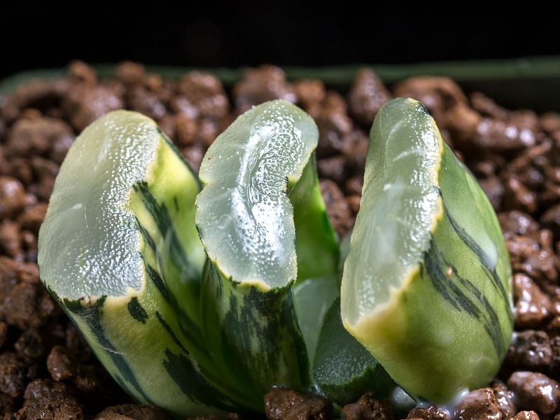 Haworthia Truncata | Haworthia | Aloaceae