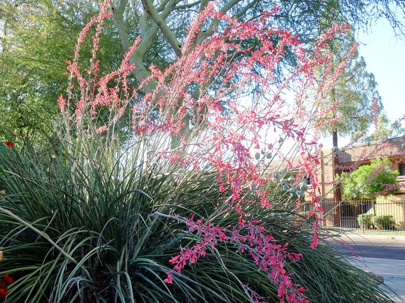 Hesperaloe | Agavaceae