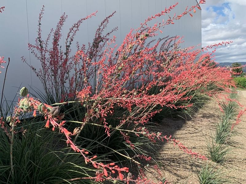 Hesperaloe Parviflora | Hesperaloe | Agavaceae