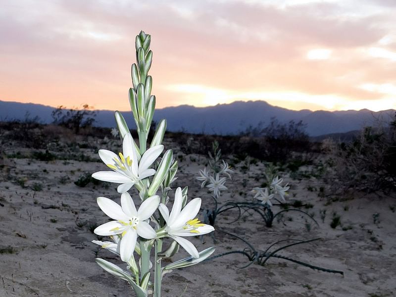 Hesperocallis | Agavaceae