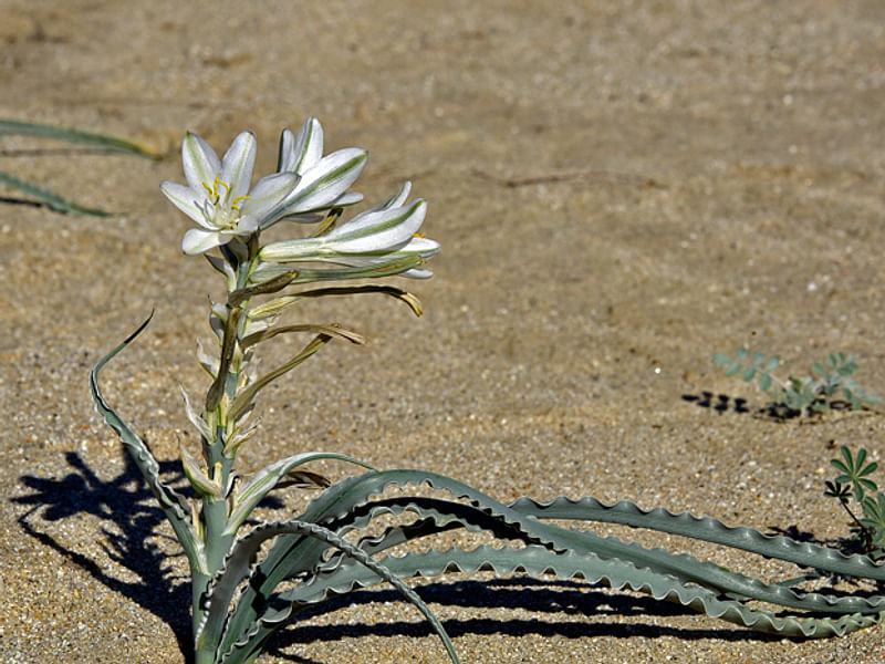 Hesperocallis Undulata - Mojave Desert Reserve | Hesperocallis | Agavaceae