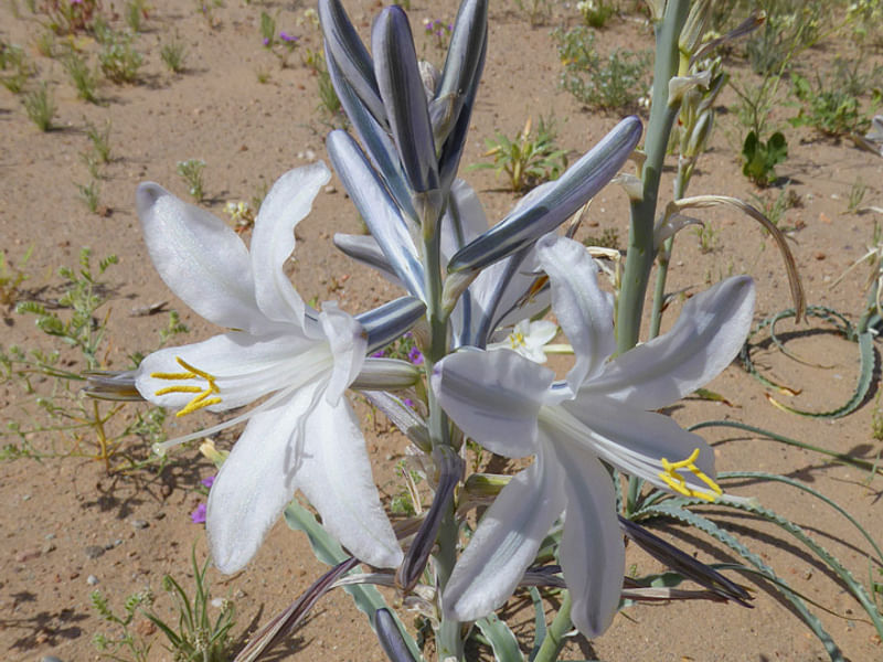 Hesperocallis Undulata - Mojave Desert Reserve | Hesperocallis | Agavaceae