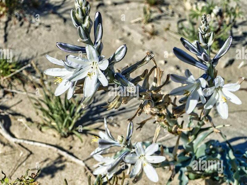Hesperocallis Undulata - Mojave Desert Reserve | Hesperocallis | Agavaceae