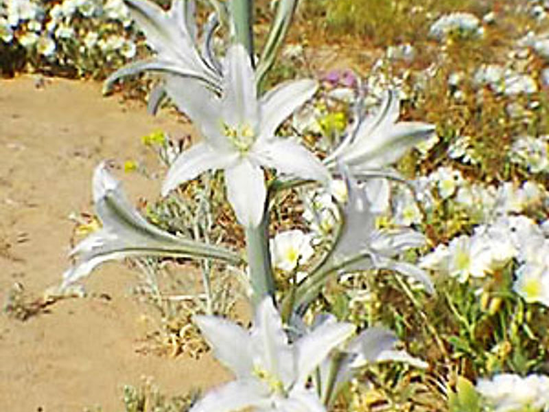 Hesperocallis Undulata - Mojave Desert Reserve | Hesperocallis | Agavaceae