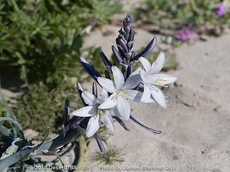 Hesperocallis Undulata - Mojave Desert Reserve | Hesperocallis | Agavaceae