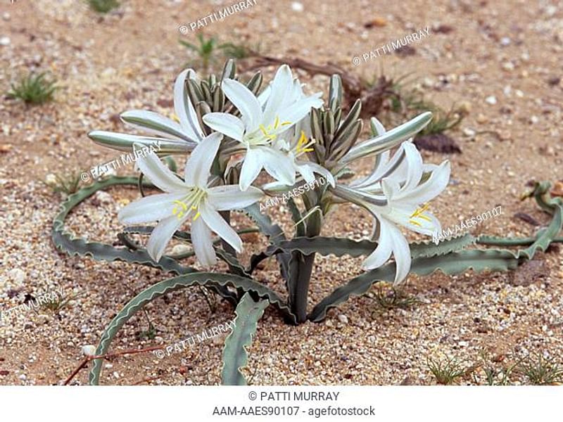 Hesperocallis Undulata - Mojave Desert Reserve | Hesperocallis | Agavaceae