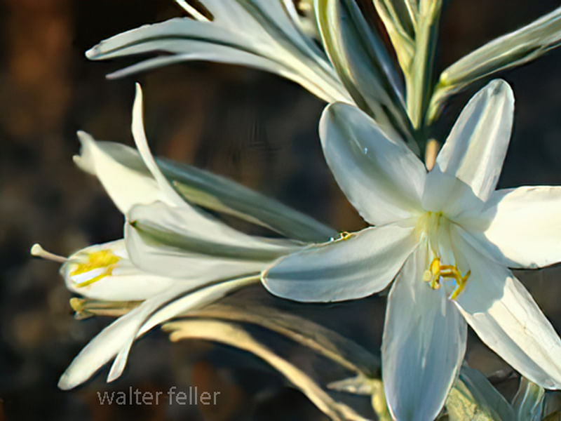 Hesperocallis Undulata - Mojave Desert Reserve | Hesperocallis | Agavaceae