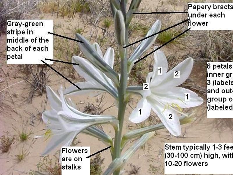 Hesperocallis Undulata - Mojave Desert Reserve | Hesperocallis | Agavaceae
