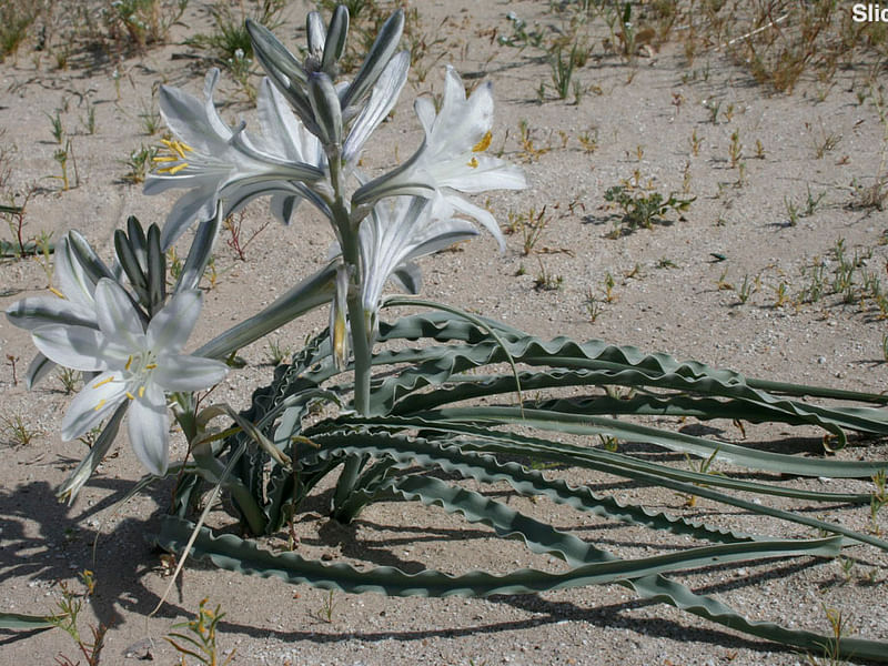 Hesperocallis Undulata - Mojave Desert Reserve | Hesperocallis | Agavaceae