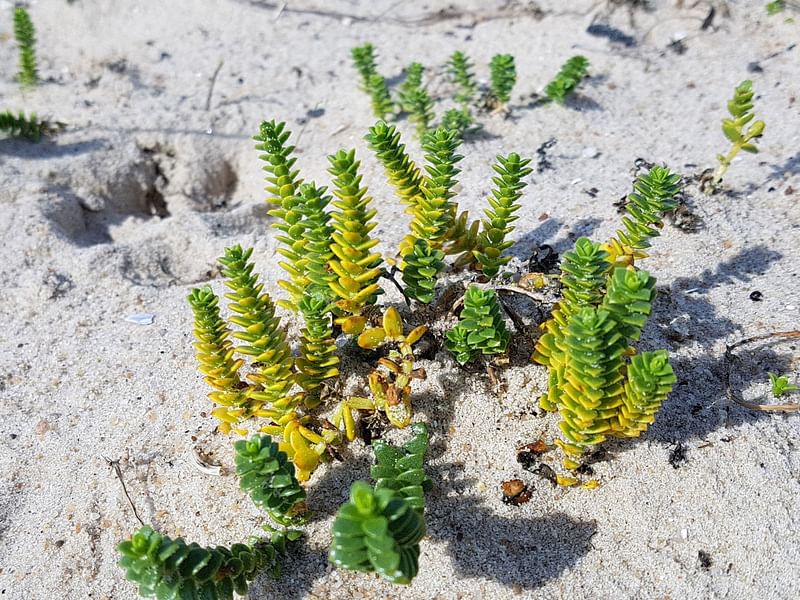 Honckenya Peploides | Honckenya | Caryophyllaceae