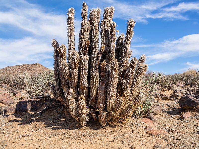 Hoodia | Apocynaceae