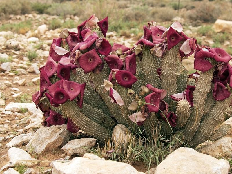 Hoodia Gordonii | Hoodia | Apocynaceae
