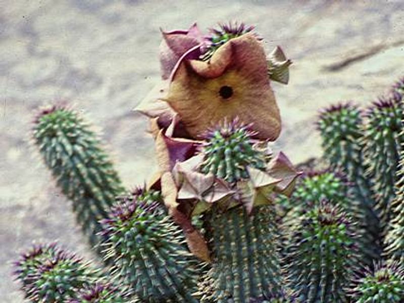 Hoodia Gordonii - Phoenix Desert Garden | Hoodia | Apocynaceae