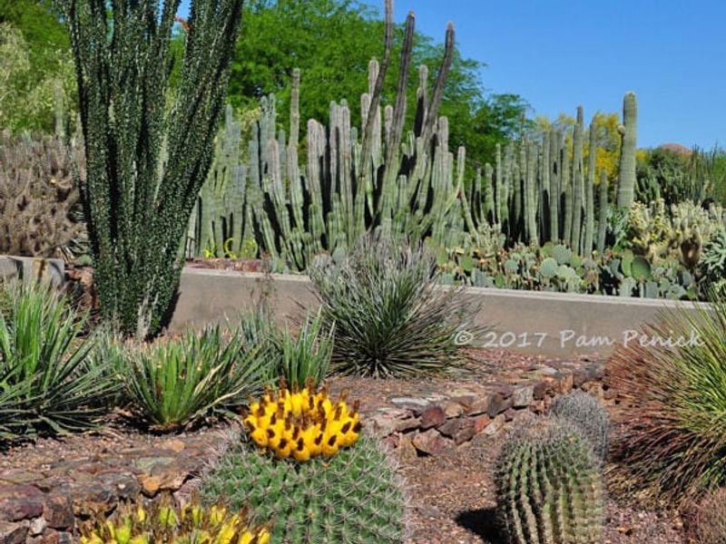 Hoodia Gordonii - Phoenix Desert Garden | Hoodia | Apocynaceae