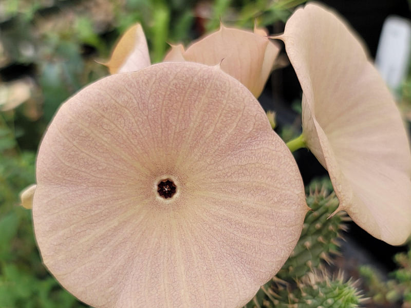 Hoodia Gordonii - Phoenix Desert Garden | Hoodia | Apocynaceae