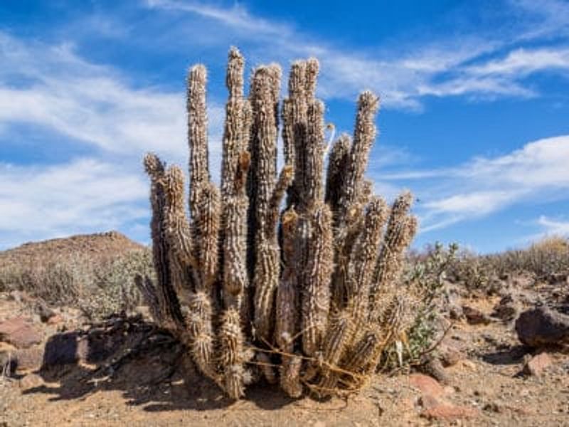 Hoodia Gordonii - Phoenix Desert Garden | Hoodia | Apocynaceae