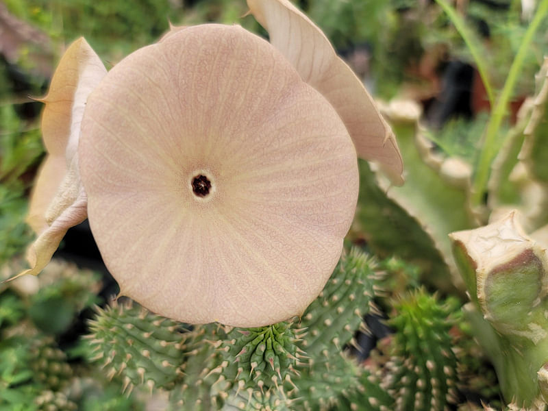 Hoodia Gordonii - Phoenix Desert Garden | Hoodia | Apocynaceae