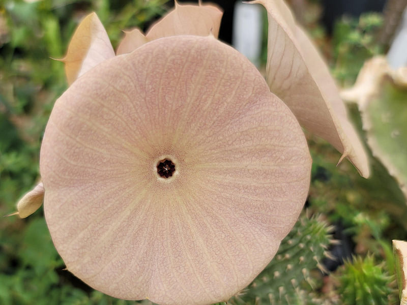 Hoodia Gordonii - Phoenix Desert Garden | Hoodia | Apocynaceae
