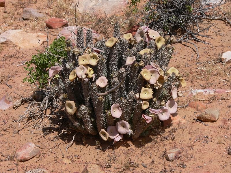 Hoodia Gordonii - Phoenix Desert Garden | Hoodia | Apocynaceae