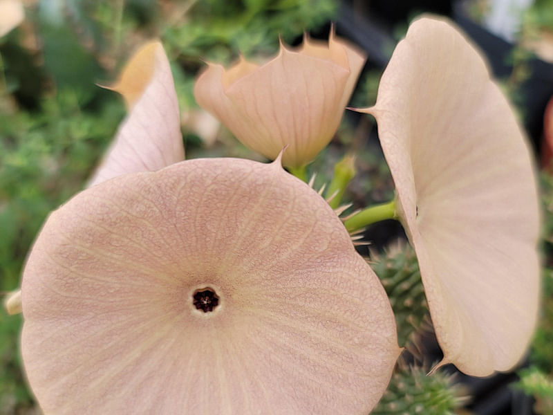Hoodia Gordonii - Phoenix Desert Garden | Hoodia | Apocynaceae