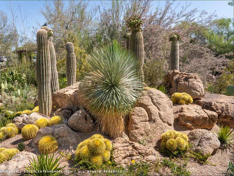 Hoodia Gordonii - Phoenix Desert Garden | Hoodia | Apocynaceae