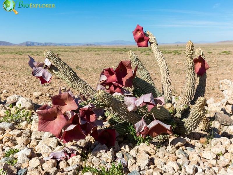 Hoodia Gordonii - Phoenix Desert Garden | Hoodia | Apocynaceae
