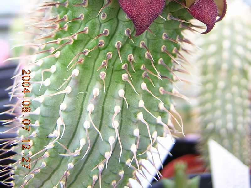 Hoodia Ruschii | Hoodia | Apocynaceae