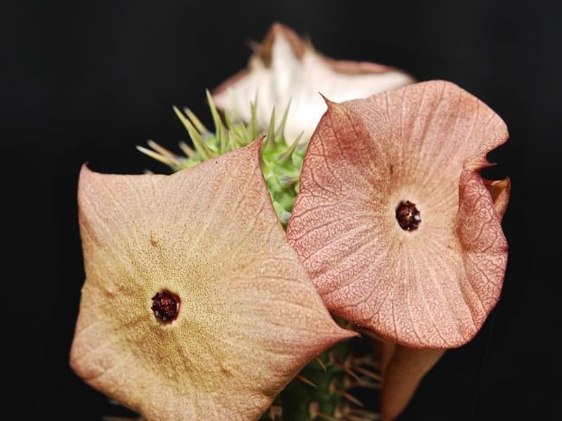 Hoodia Ruschii | Hoodia | Apocynaceae