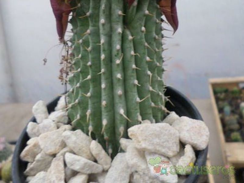 Hoodia Ruschii | Hoodia | Apocynaceae