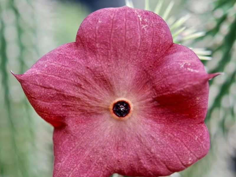 Hoodia Ruschii | Hoodia | Apocynaceae