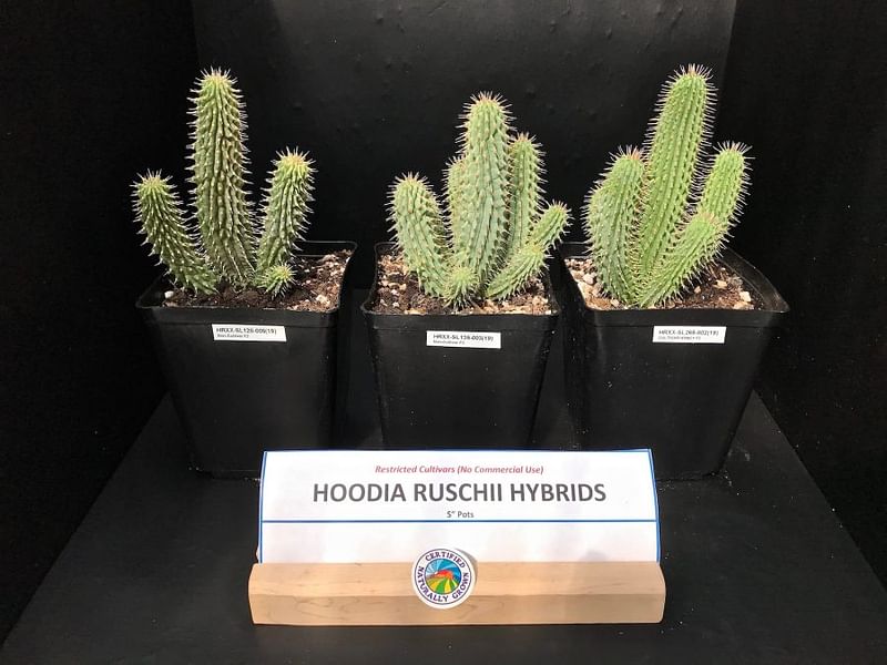 Hoodia Ruschii | Hoodia | Apocynaceae