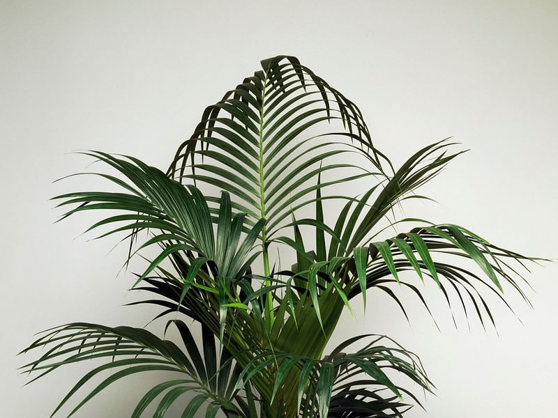 Howea | Arecaceae