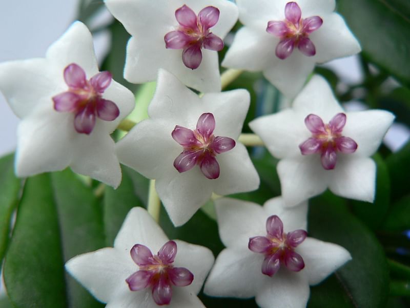 Hoya | Apocynaceae