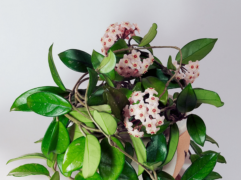 Hoya | Apocynaceae